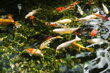 colorful japanese carps