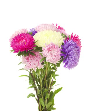 renkli aster çiçekler