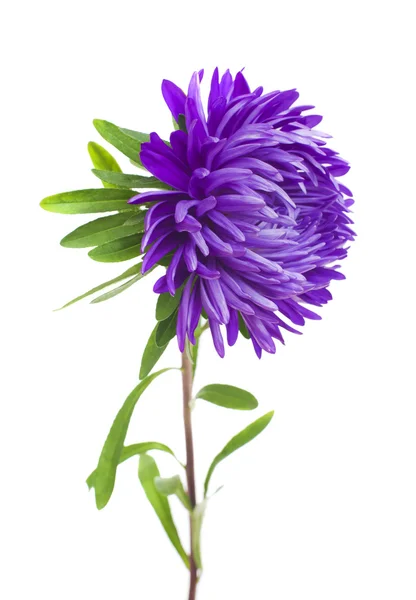 Квітка фіолетового айстри — стокове фото