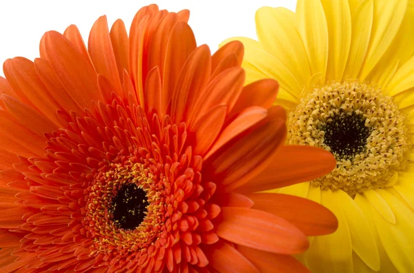 Gerberas naranjas —  Fotos de Stock