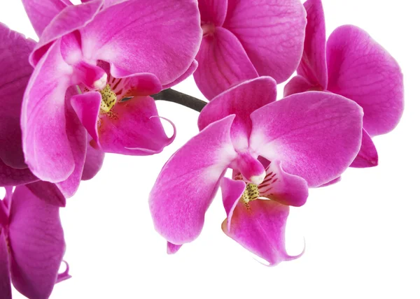 Schöne rosa Orchidee — Stockfoto