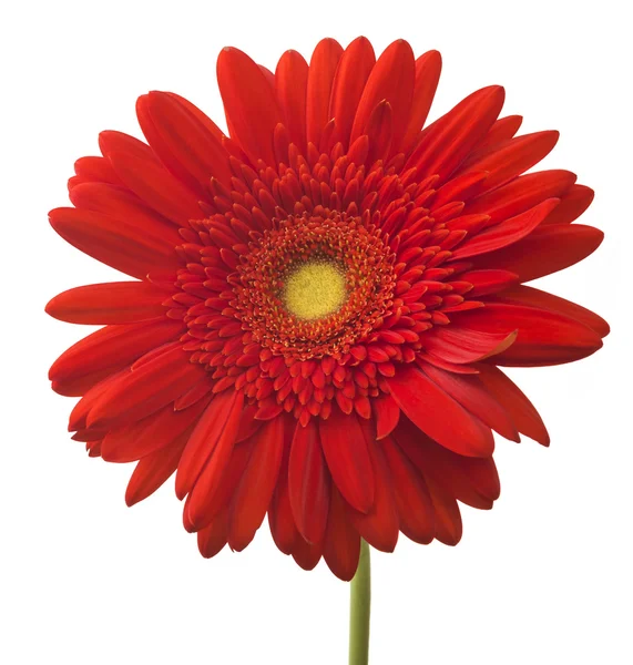 Gerbera op witte bloem — Stockfoto