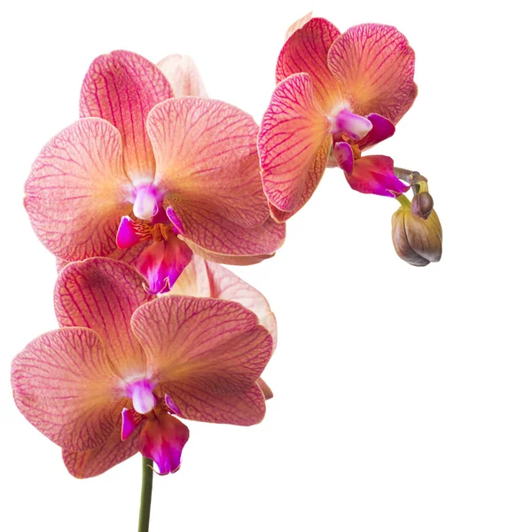 Schöne rosa Orchidee — Stockfoto