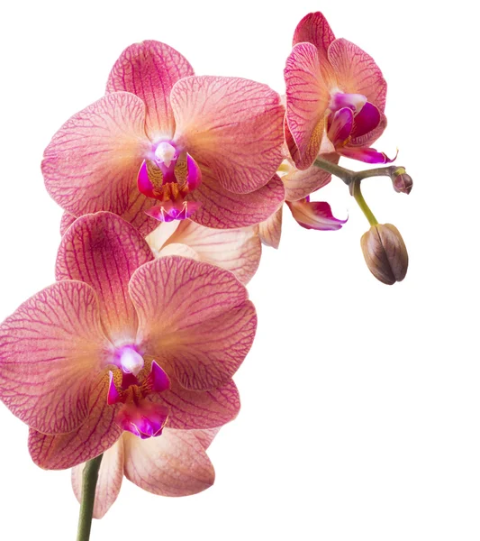 Schöne rosa Orchidee — Stockfoto