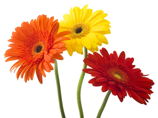 Trzy kwiaty gerbera — Zdjęcie stockowe