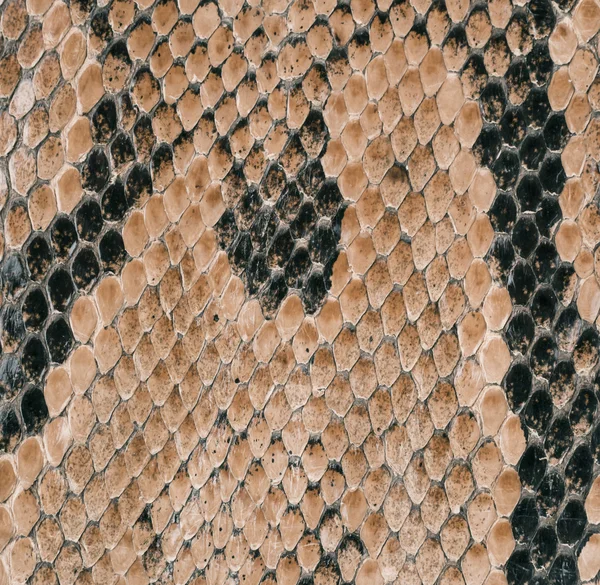 Peau d'un motif de serpent — Photo