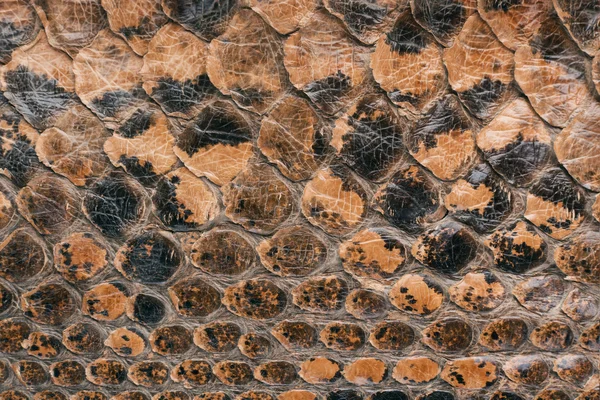Skin of a snake  pattern — Stock Photo, Image