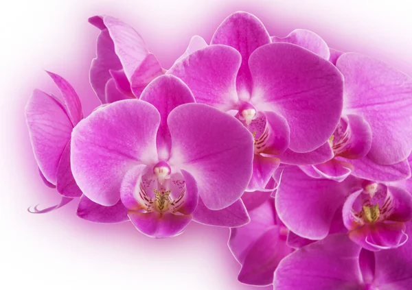 Vackra rosa orkidé blommor — Stockfoto
