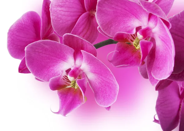 Красивые розовые цветы орхидеи — стоковое фото