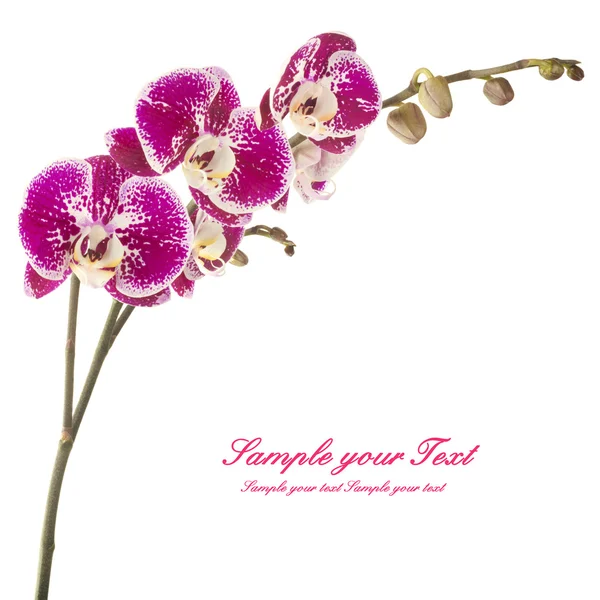 Pink streaked orchids flowers — Stock Photo, Image