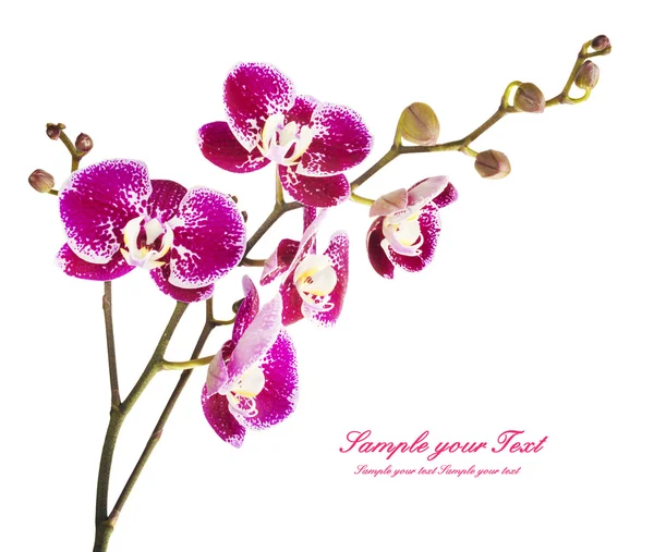 Rosa Strimmig orkidéer blommor — Stockfoto
