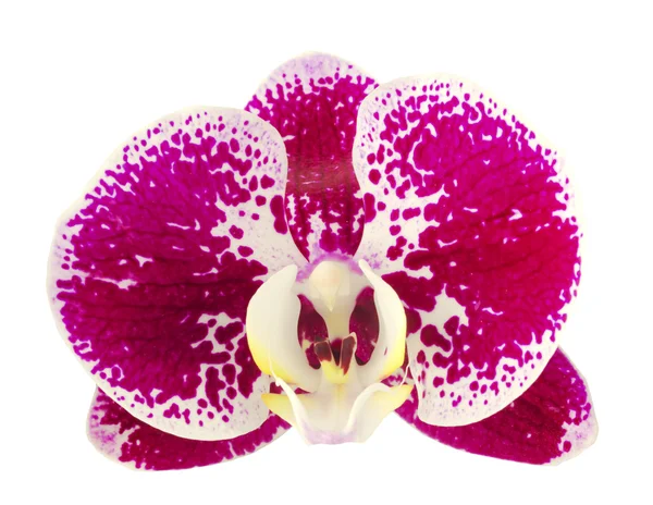 Fleur d'orchidée striée rose — Photo