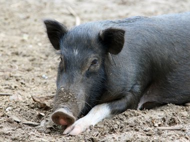 siyah domuz yerde dinleniyor