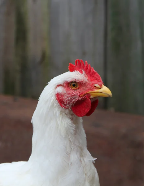 Young broiler chicken in the poultry yard — Stock Photo, Image