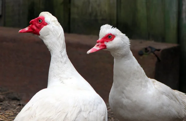 Patos mosquitos (Cairina moschata) en el corral —  Fotos de Stock