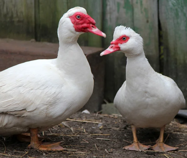 Patos mosquitos (Cairina moschata) en el corral —  Fotos de Stock