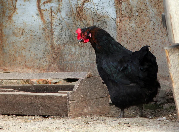 Svart kyckling i en fjäderfä gård — Stockfoto