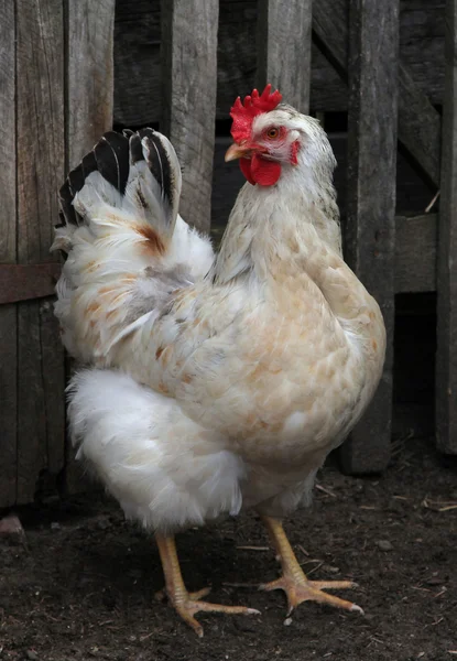 Pestrý kuřecí v drůbeží dvůr — Stock fotografie