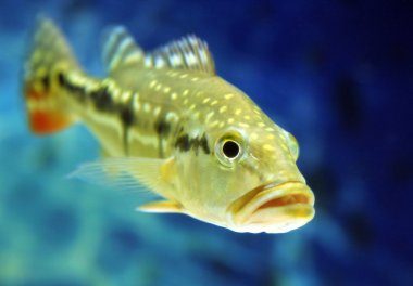 Cichla temensis fish (speckled pavon, speckled peacock bass, or painted pavon) clipart