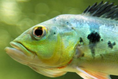 Cichla ocellaris fish (butterfly peacock bass) clipart