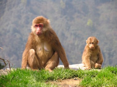Tibet makak (Macaca thibetana) Emei dağlar, Sichuan, Çin