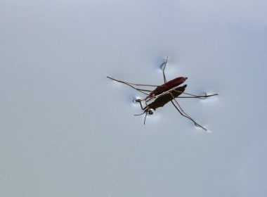 Gerridae (su strider veya büyülü böcek) su yüzeyi