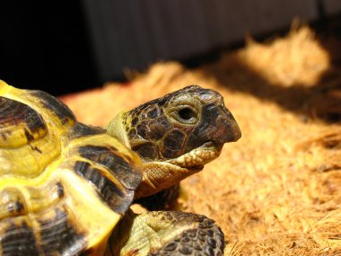 Orta Asya kaplumbağa (Agrionemys horsfieldii portresi)