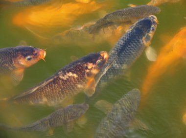 CARPs şehir gölet çamurlu suda