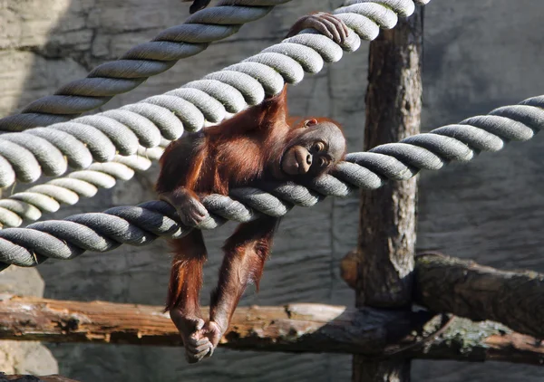 Söt baby orangutang vilar i voljär — Stockfoto