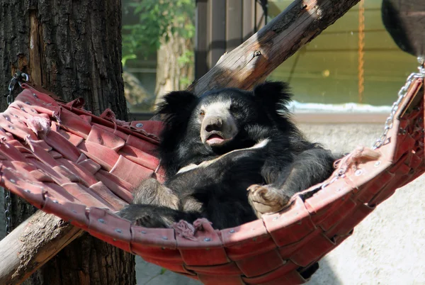 Medvěd pyskatý (Melursus ursinus) odpočívá v houpací síti — Stock fotografie