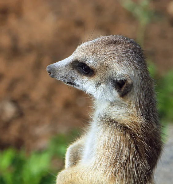 Портрет meerkat (Suricata suricatta) — стокове фото