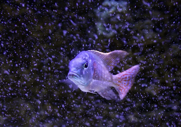 Saulosi sandsifter fisk (Lethrinops furcifer) — Stockfoto