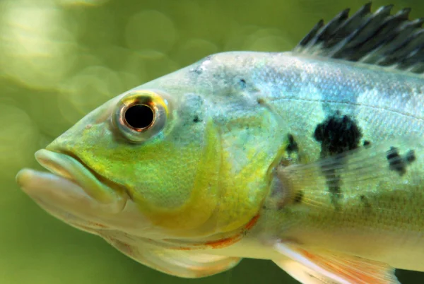 Cichla ocellaris pescado (pavón mariposa ) —  Fotos de Stock