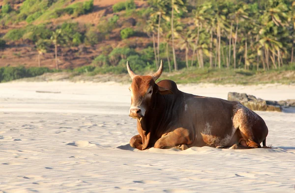 Vaca marrom indígena descansando na praia, Goa — Fotografia de Stock