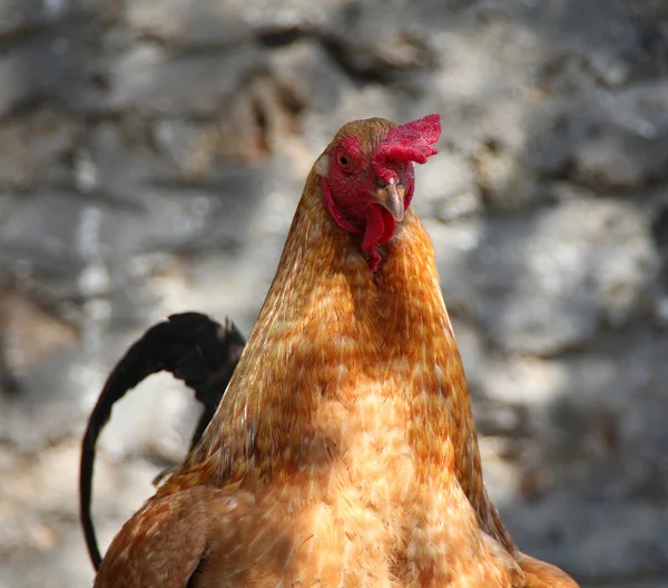 Portrait of a ginger rooster — Stock Photo, Image