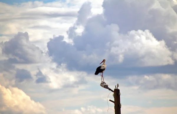 Cigogne blanche sur fond de ciel dramatique — Photo