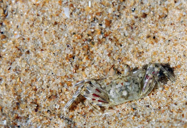 Small crab hiding in the sand, Indian ocean — Stock Photo, Image