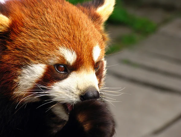 Портрет червоної панди ( Аілур Фулгенс ) — стокове фото