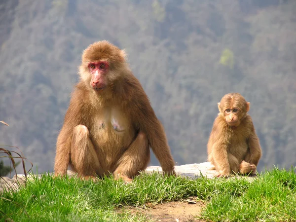 Makaků tibetský (crossoptilon thibetana) hory Emei, Sichuan, Čína — Stock fotografie