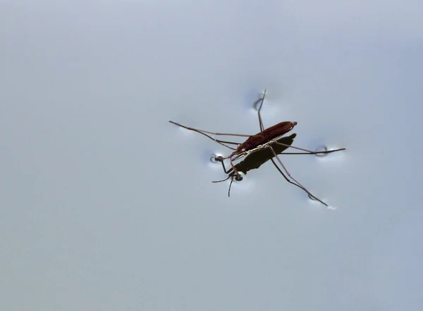 Gerridae (su strider veya büyülü böcek) su yüzeyi
