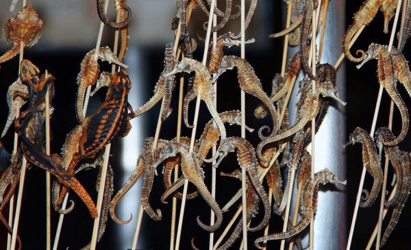 fried seahorses - chinese delicacy at Wangfujiang street in Chin