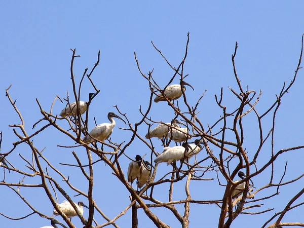 En flock Svarthuvad eller Oriental White ibisar, Indien — Stockfoto