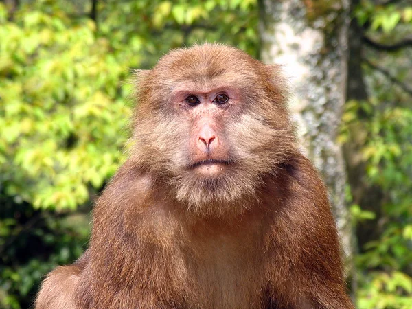 Πορτρέτο του Θιβέτ άγρια μακάκος (Macaca thibetana) στο Emei Βουνό, Κίνα — Φωτογραφία Αρχείου