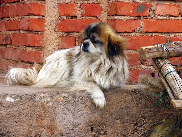 Velho cão à espera de seu dono na rua — Fotografia de Stock