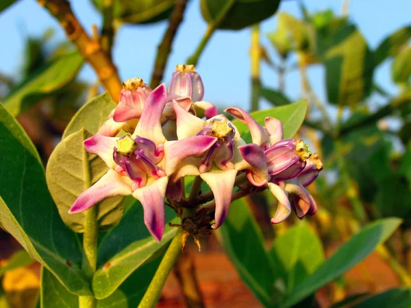 Çiçekler devasa kırlangıç otu ağacı (Calotropis kızgözü,) Telifsiz Stok Fotoğraflar