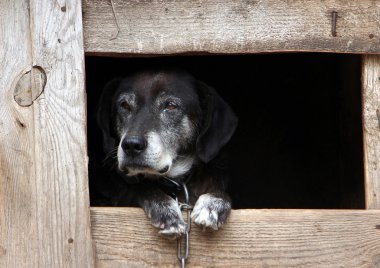 yaşlı bir köpek bir köpek kulübesi