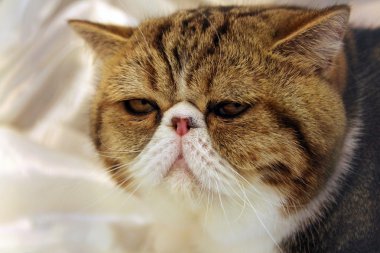 Erkek egzotik stenografi kedi portresi