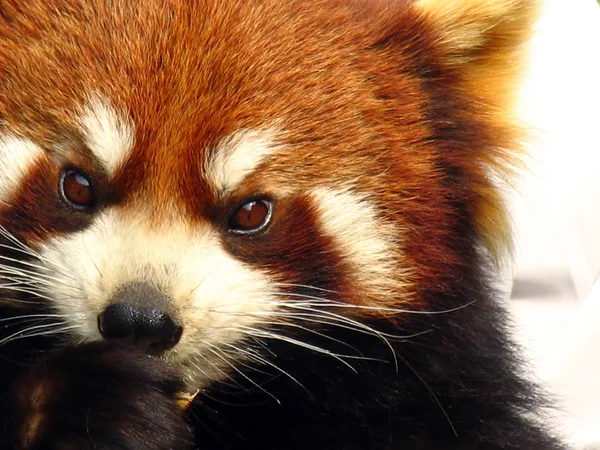 Porträtt av en röd panda (Ailurus fulgens) — Stockfoto