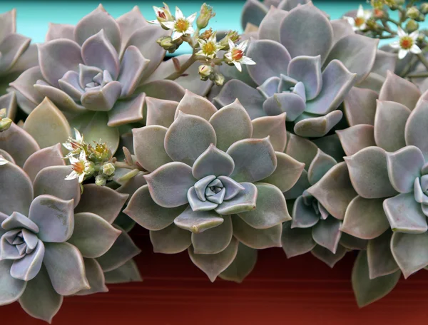 Sempervivum veya olağanüstüsarı çiçekleri