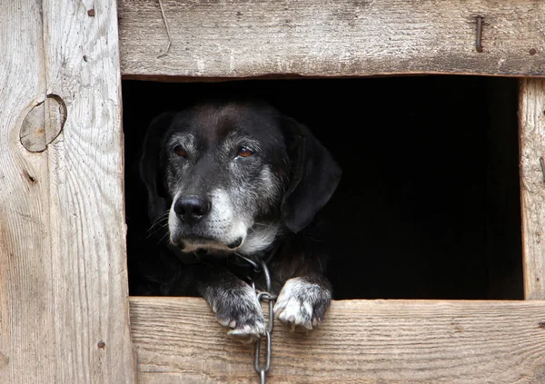 yaşlı bir köpek bir köpek kulübesi